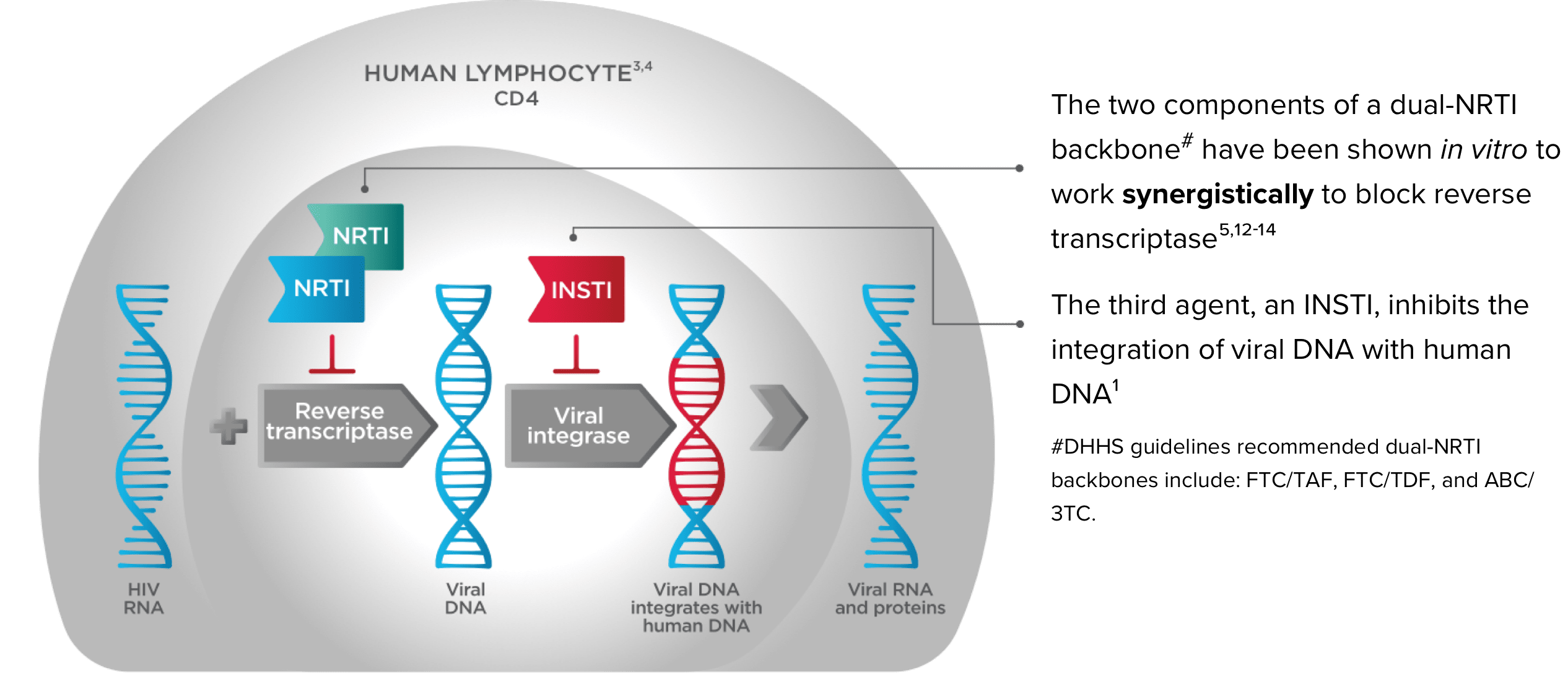 Chart showing two components of a dual-NRTI working to block reverse transcriptase.