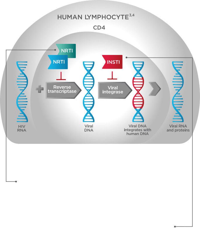 Chart showing two components of a dual-NRTI working to block reverse transcriptase.